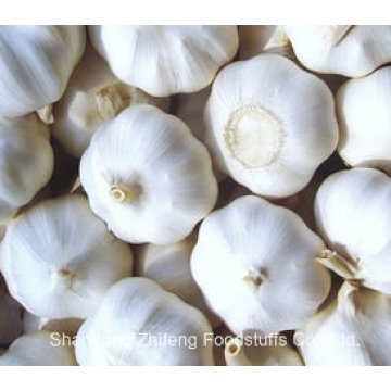 Fresh Garlic in 2015 with White and Purple Color